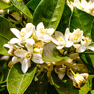 Apelsinblomsvatten