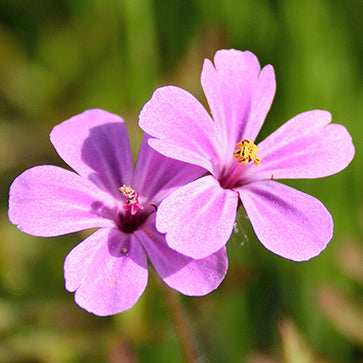 Eterisk geraniumolja