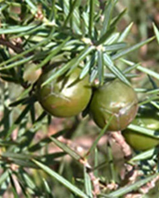 Image-text-2