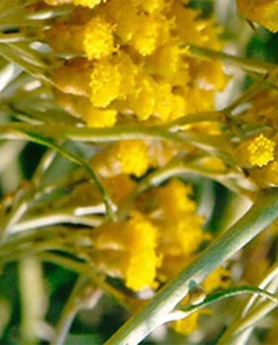 Image-text-2