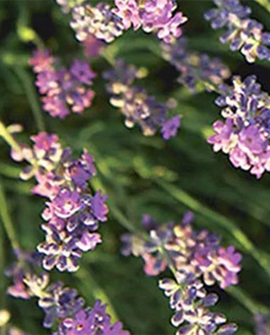 Image-text-3