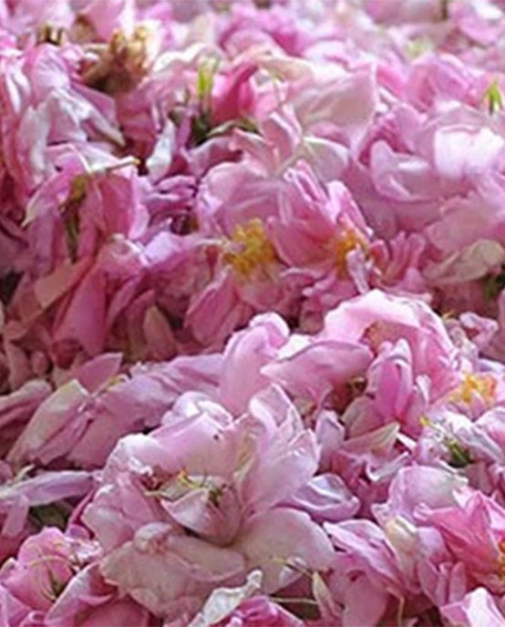 Image-text-1